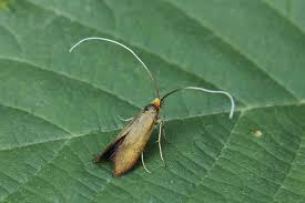 Attēlu rezultāti vaicājumam “Nemophora metallica”