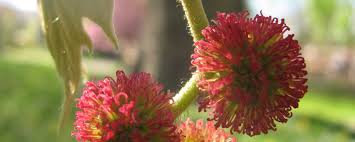 Attēlu rezultāti vaicājumam “Platanus x hispanica (syn. Platanus x acerifolia)”