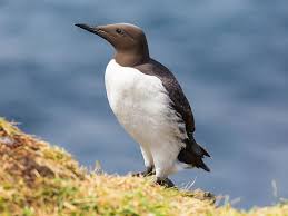 Image result for Uria aalge