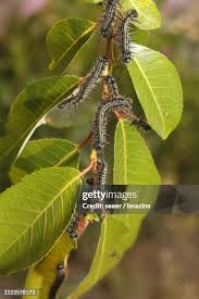 Attēlu rezultāti vaicājumam “Nymphalis xanthomelas larva”