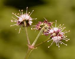 Attēlu rezultāti vaicājumam “Sanicula europaea bud”