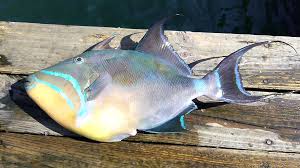 Image result for Balistes vetula