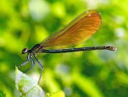 Attēlu rezultāti vaicājumam “Calopteryx virgo female”