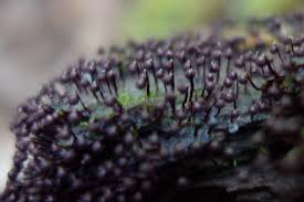 Attēlu rezultāti vaicājumam “Cribraria cancellata”