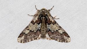 Attēlu rezultāti vaicājumam “Biston strataria”