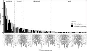 Attēlu rezultāti vaicājumam “Cribraria splendens stalked”