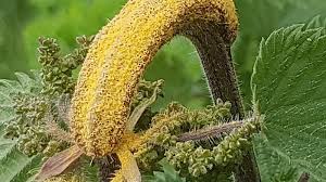 Attēlu rezultāti vaicājumam “Puccinia urticata”