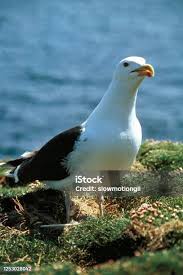 Attēlu rezultāti vaicājumam “Larus marinus adult”