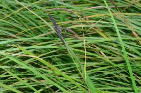 Attēlu rezultāti vaicājumam “Carex acuta”