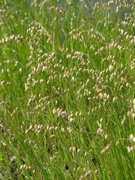 Attēlu rezultāti vaicājumam “Melica nutans leaf”