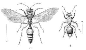Attēlu rezultāti vaicājumam “Hylecoetus dermestoides male”