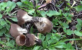 Attēlu rezultāti vaicājumam “Helvella acetabulum”