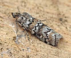 Attēlu rezultāti vaicājumam “Dioryctria abietella”