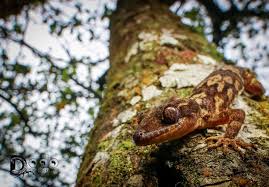 Attēlu rezultāti vaicājumam “Lycogala botrydium macro”