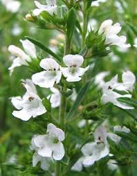 Image result for Satureja hortensis