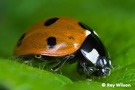 Attēlu rezultāti vaicājumam “Coccinellidae”