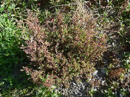 Attēlu rezultāti vaicājumam “Physarum obscurum”