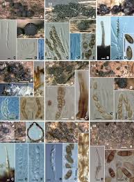 Attēlu rezultāti vaicājumam “Ruzenia spermoides”