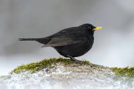 Attēlu rezultāti vaicājumam “Turdus merula male”