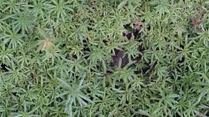 Attēlu rezultāti vaicājumam “Pogonatum urnigerum macro”