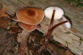 Attēlu rezultāti vaicājumam “Collybia acervata”