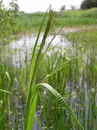 Attēlu rezultāti vaicājumam “Glyceria maxima leaf”