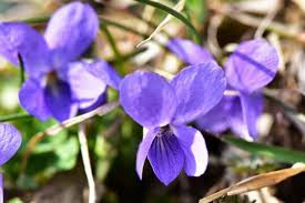 Attēlu rezultāti vaicājumam “Viola reichenbachiana flower”