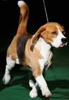 Am I stoned or is the Westminster DOG SHOW on tv awesome ...