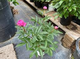 Attēlu rezultāti vaicājumam “Paeonia lactiflora”