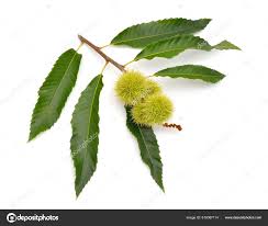 Attēlu rezultāti vaicājumam “Castanea sativa  fruit”