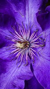 Attēlu rezultāti vaicājumam “Clematis flower”