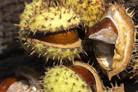 Attēlu rezultāti vaicājumam “Aesculus hippocastanum fruit”