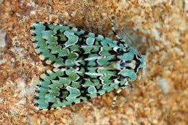 Attēlu rezultāti vaicājumam “Griposia aprilina”