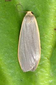 Attēlu rezultāti vaicājumam “Eilema griseola larva”