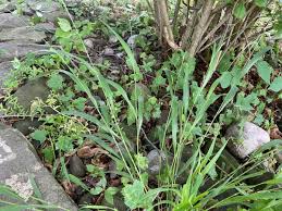 Attēlu rezultāti vaicājumam “Brachypodium sylvaticum flower”
