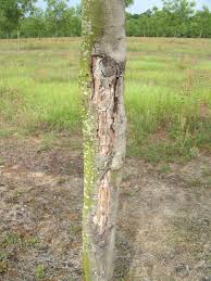 Attēlu rezultāti vaicājumam “Trichia botrytis var. cerifera macro”