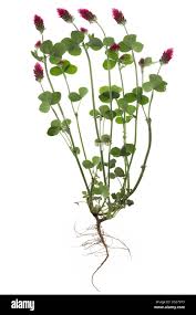 Image result for Trifolium incarnatum