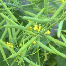 Attēlu rezultāti vaicājumam “Sinapis alba fruit”