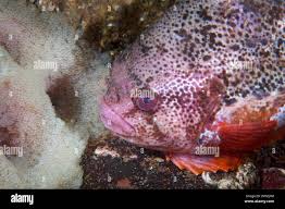 Image result for Cyclopterus lumpus
