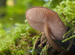 Attēlu rezultāti vaicājumam “Pluteus umbrosus”