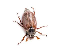 Attēlu rezultāti vaicājumam “Amphimallon solstitiale imago”