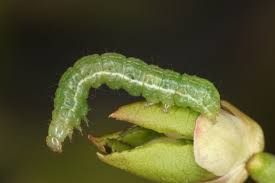 Attēlu rezultāti vaicājumam “Syngrapha interrogationis”