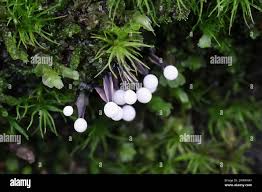 Attēlu rezultāti vaicājumam “Lamproderma columbinum”