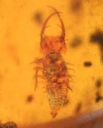 Attēlu rezultāti vaicājumam “Myrmeleontidae”