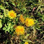 Attēlu rezultāti vaicājumam “Inula britannica”