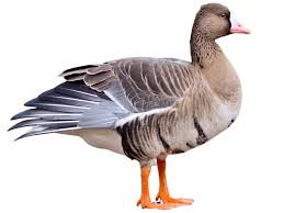 Attēlu rezultāti vaicājumam “Anser albifrons adult”