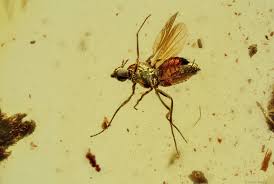 Attēlu rezultāti vaicājumam “Nematocera”