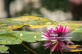 Attēlu rezultāti vaicājumam “Lotus sp. flower”