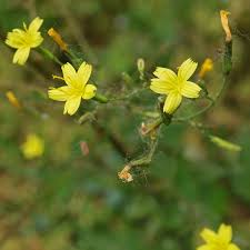 Attēlu rezultāti vaicājumam “Mycelis muralis flower”