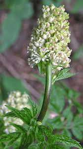 Attēlu rezultāti vaicājumam “Actaea spicata flower”